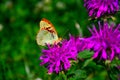 Butterfly on the pink monarda